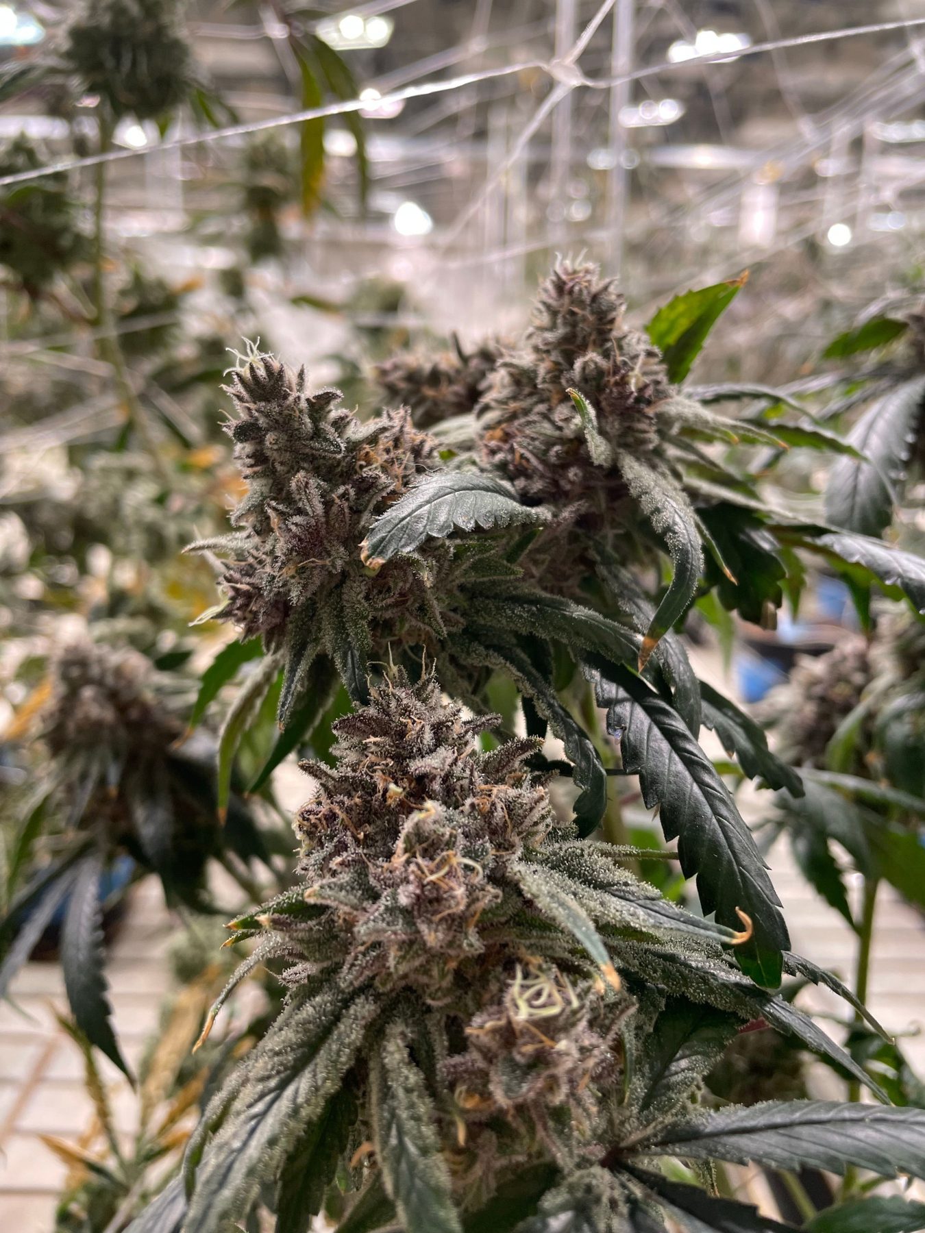 Close cannabis flower