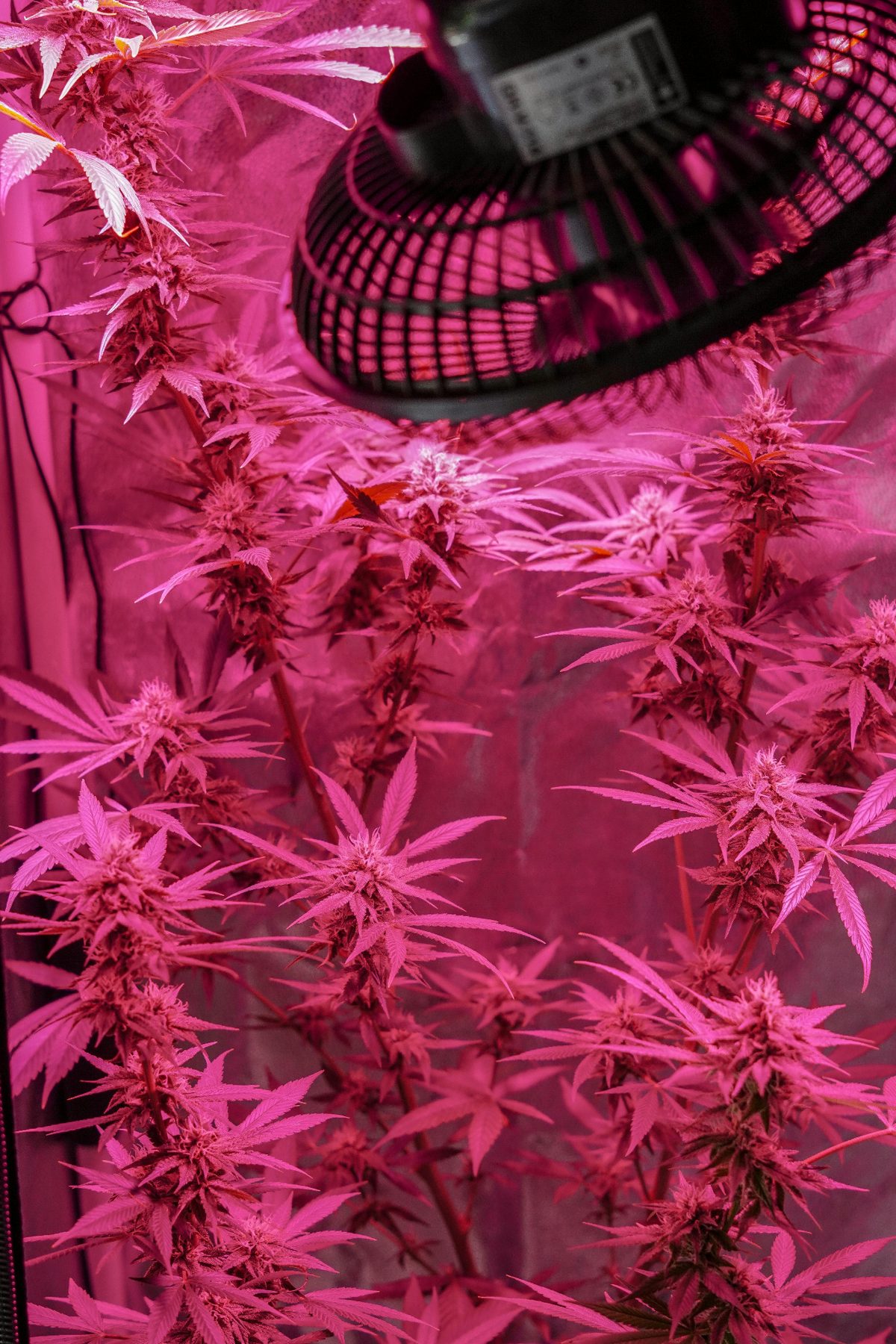 Pink grow lights